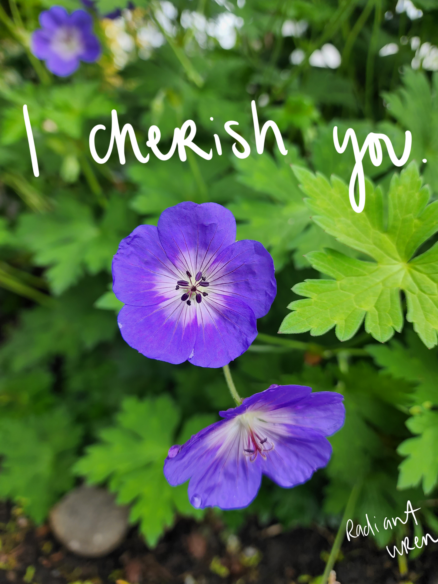 I Cherish You | Photo Poem Print