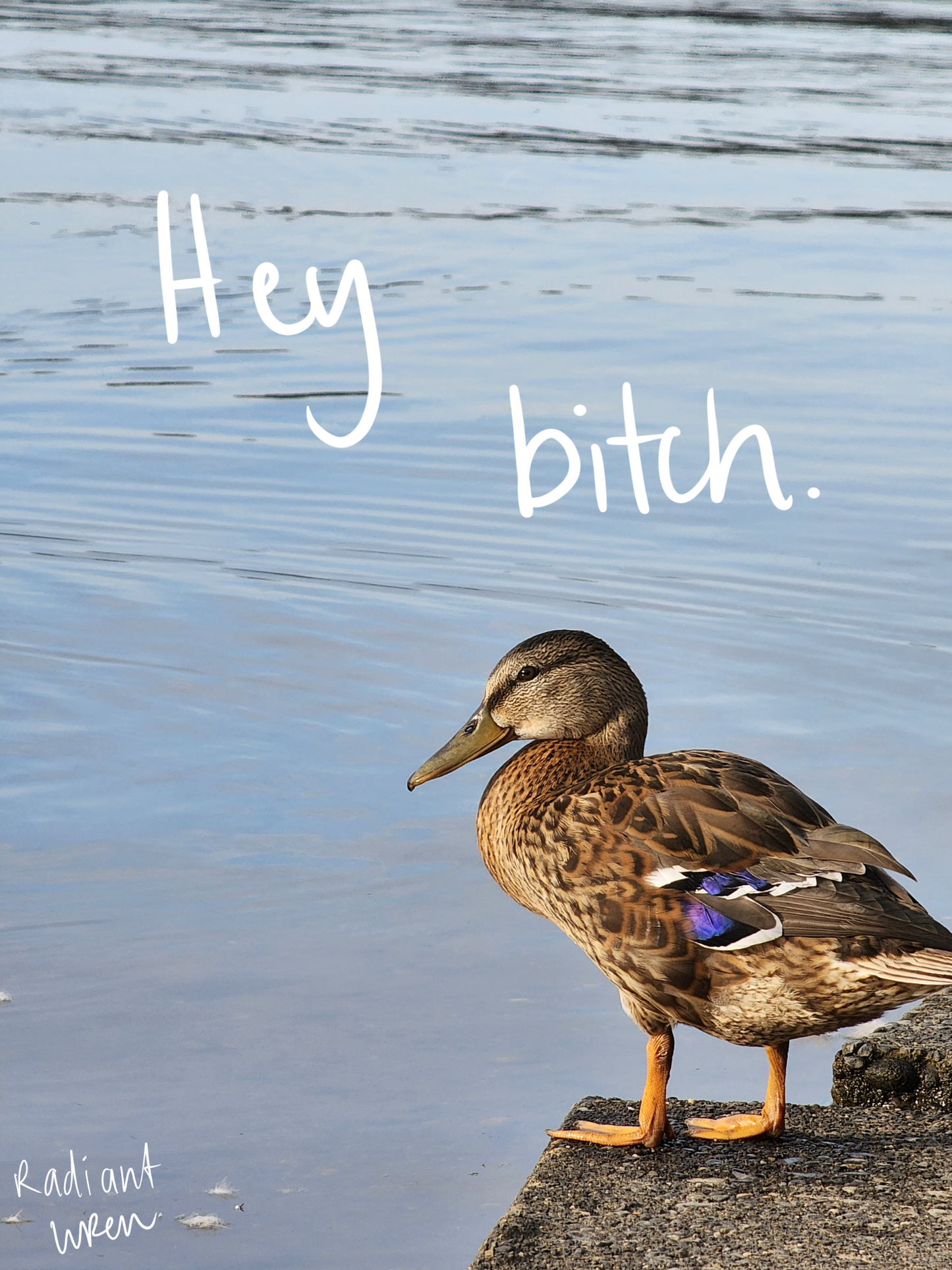 Hey B*tch | Photo Poem Print