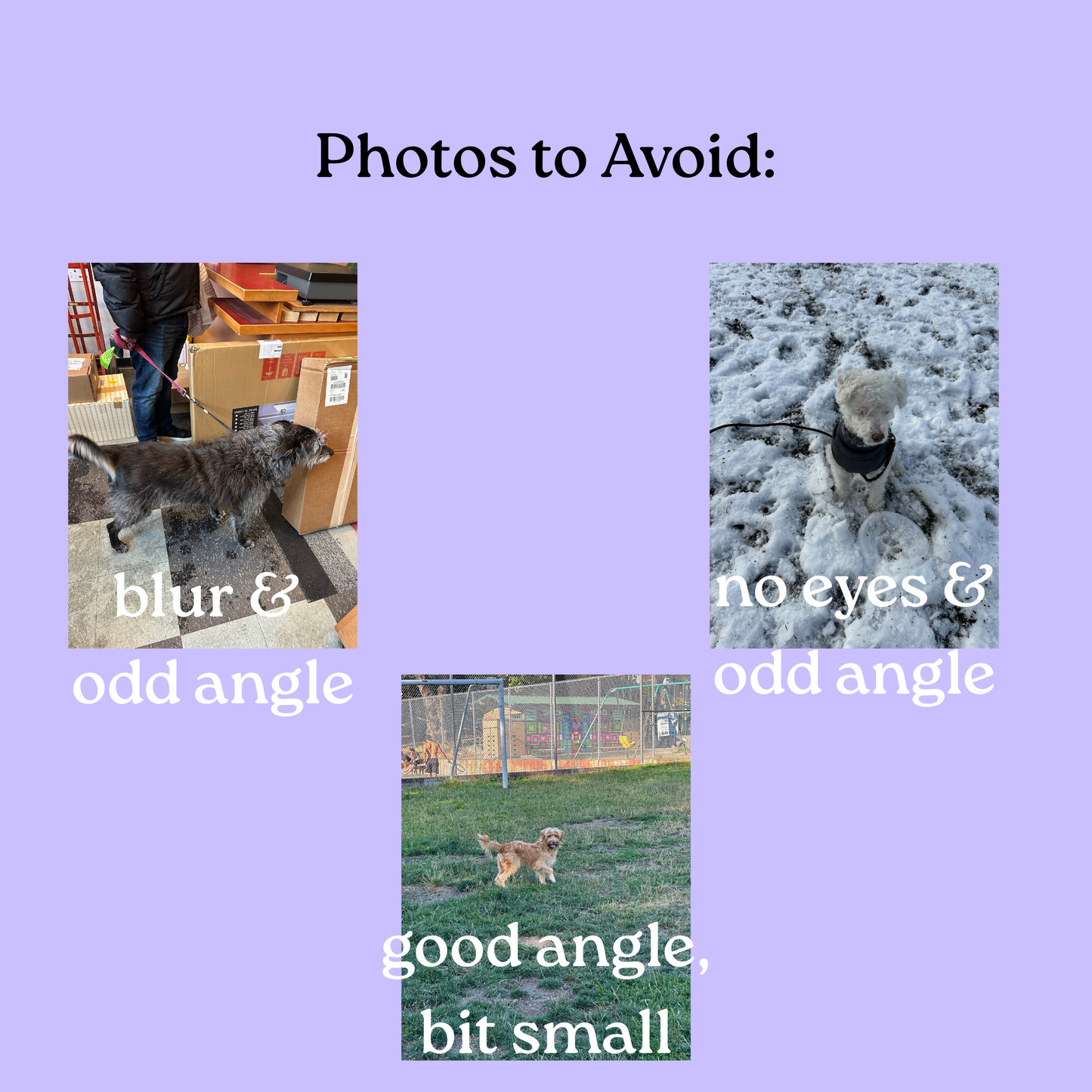 Custom Pet Portrait by Radiant Wren